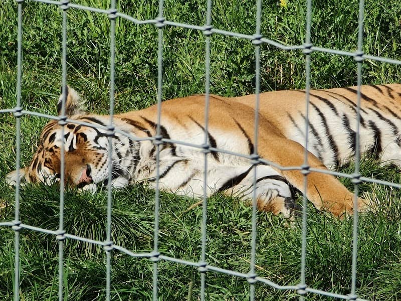 Lincoln Zoo | A Wild Family Day Out in Lincolnshire - Image 2