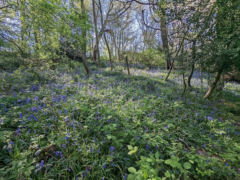 Codsall Coppice - Image 1