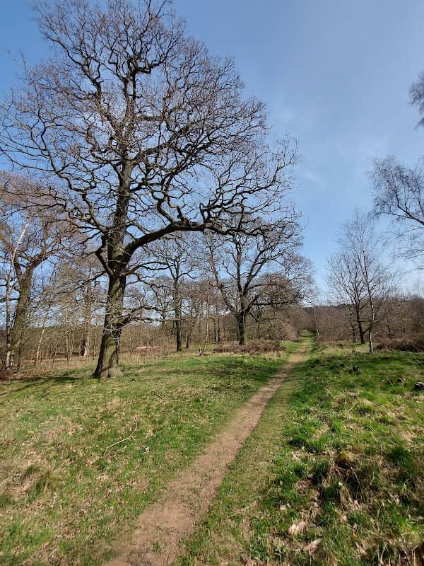 RSPB Budby South Forest - Image 2