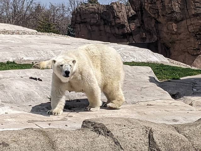Arctic Ring of Life - Polar Bear & Sea Otter - Image 2
