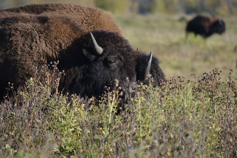 Bison Loop Road - Image 1