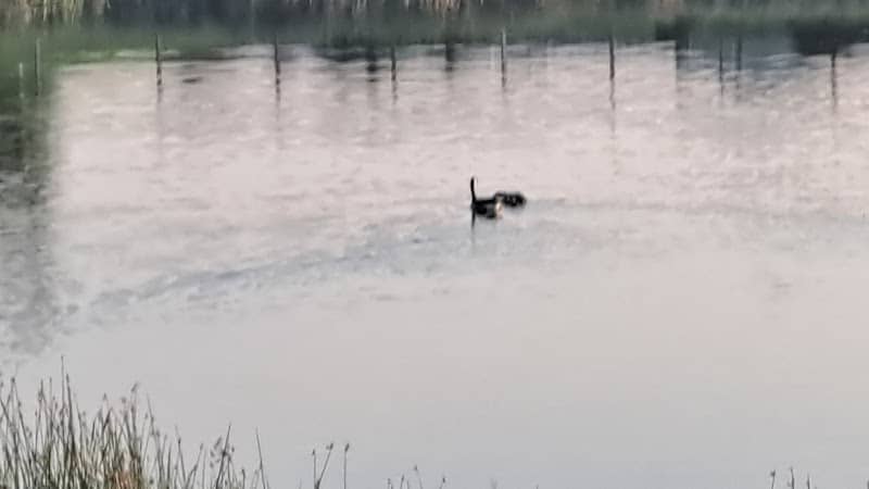 Black Rush Lake Waterfowl Production Area - Image 1