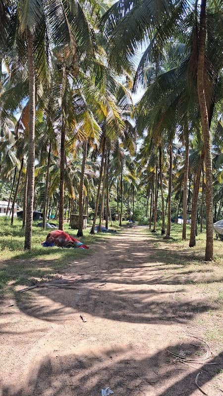 Coco tree way beach - Image 2