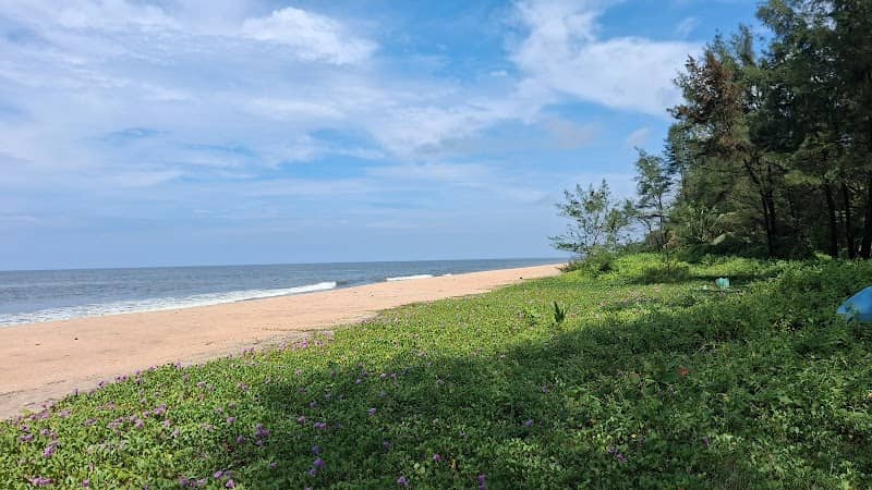 Coco tree way beach - Image 3