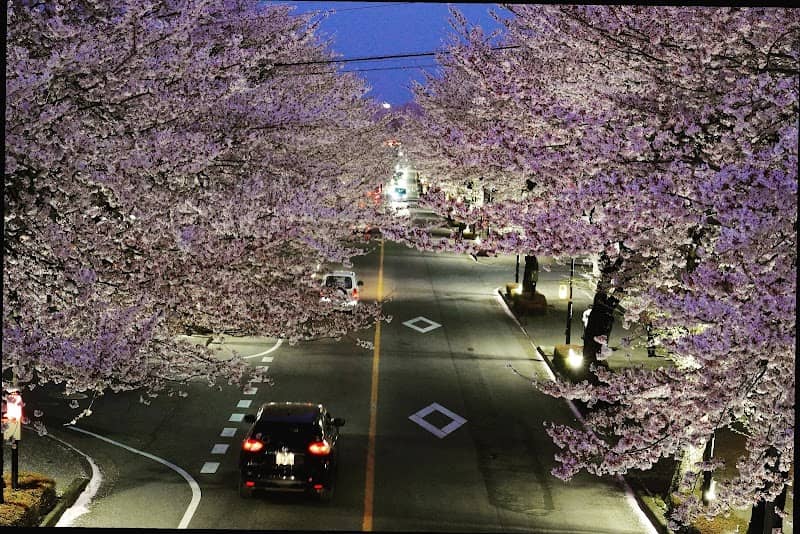 さつき大通りの桜並木 - Image 1