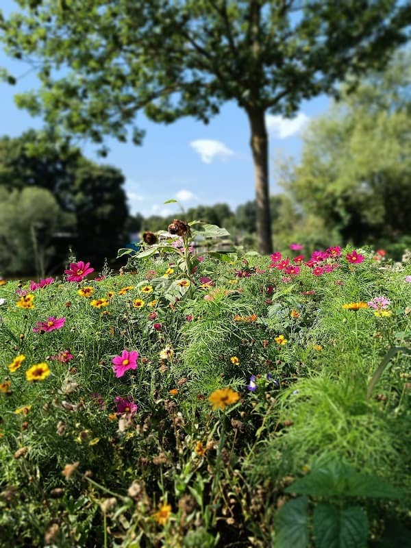 Spülfeld am Aasee - Image 1