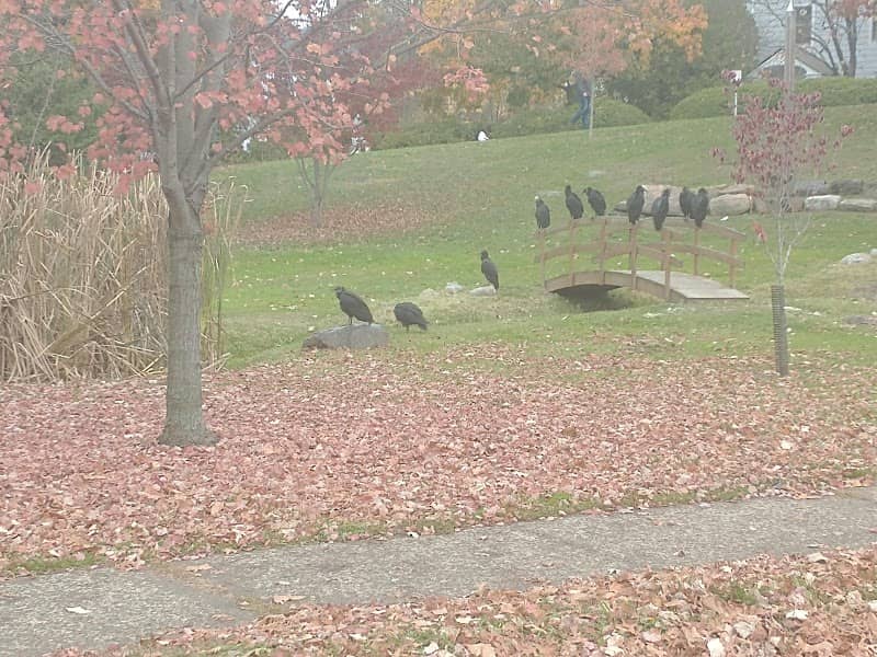 Peace Park - Image 1