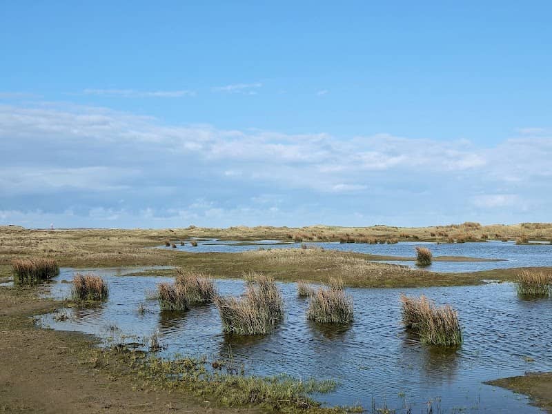Duinen van Goeree - Image 3