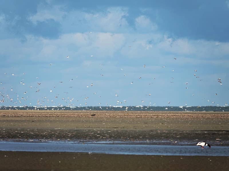 Duinen van Goeree - Image 1