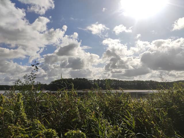 Röhrichtfelder am nördlichen Seddiner See - Image 2