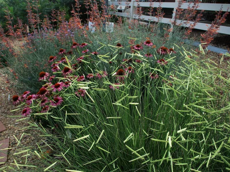 Shadow Grass Demonstration Garden - Image 2