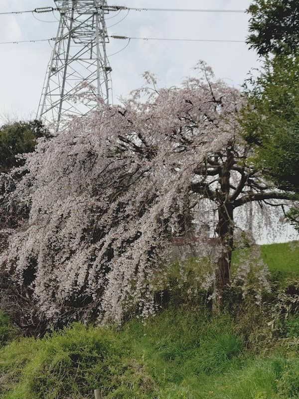 高倉のしだれ桜 - Image 1
