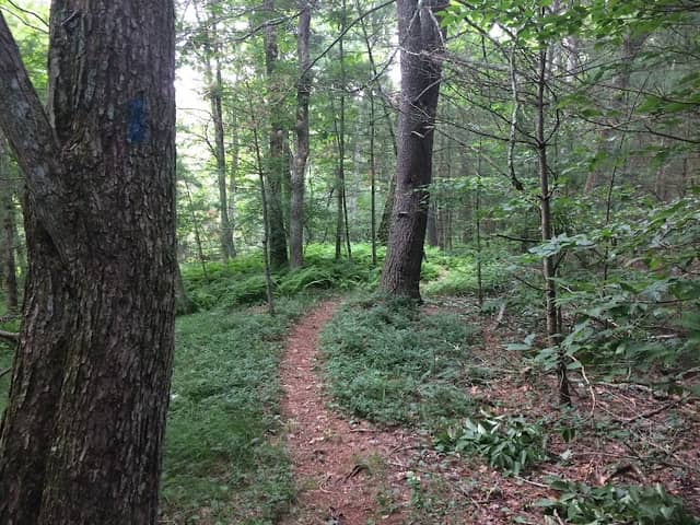 Quinebaug River Wildlife Management Area - Image 1