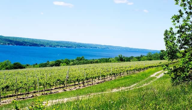 Hector Wine Company - Image 1