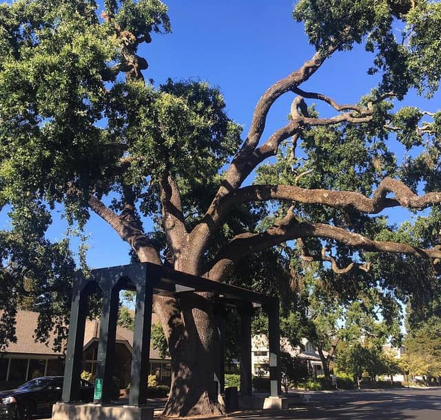 Danville Oak Tree - Image 1