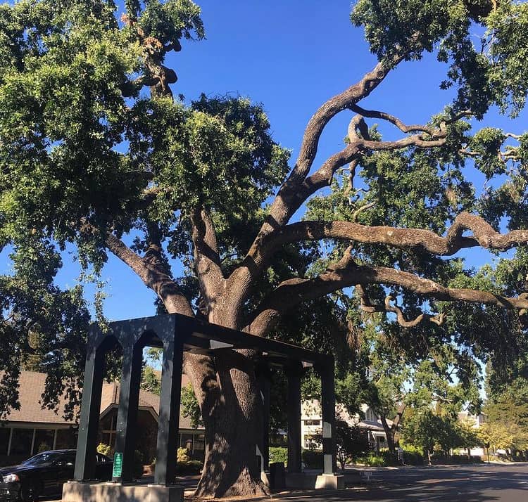 Danville Oak Tree - Image 1