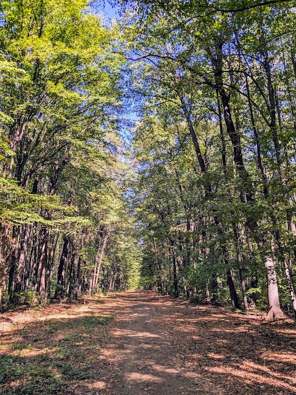 Poteca Pădure Miciurin - Image 1