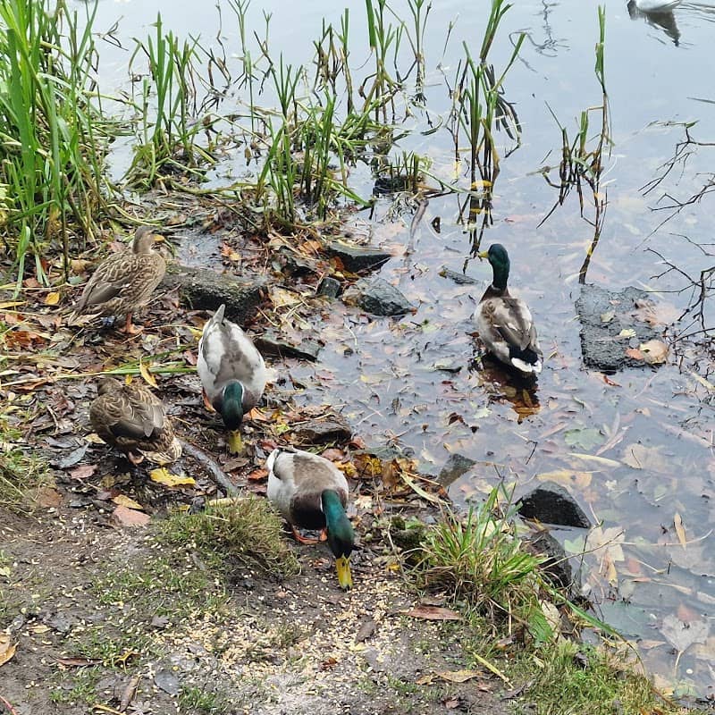 Mansfield & Ashfield Wildlife Watch Group / Kids Nature Activities - Image 1