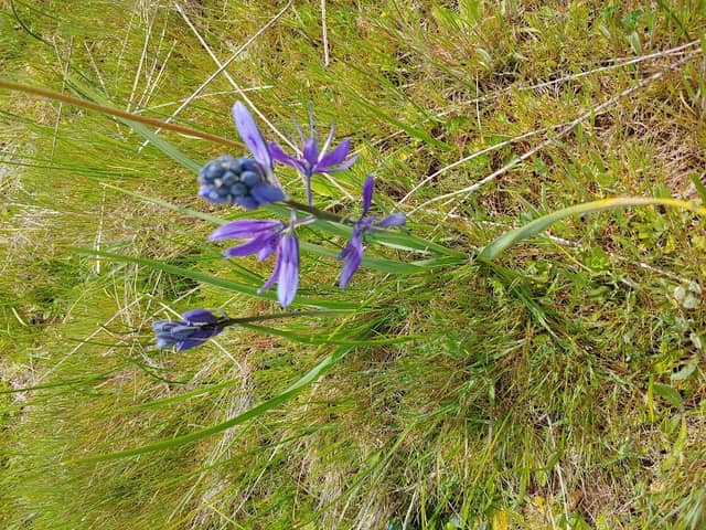 Kingston Prairie Reserve - Image 2
