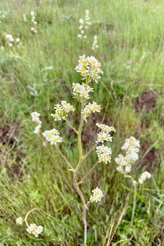 Kingston Prairie Reserve - Image 1