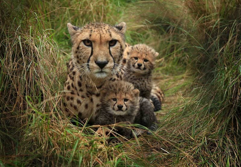 Wild Cat Conservation Centre - Image 1