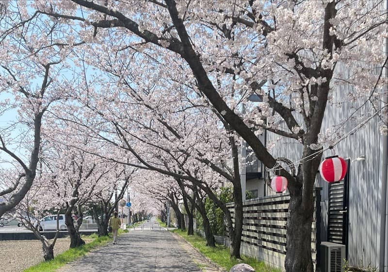 茶屋町桜並木 - Image 1