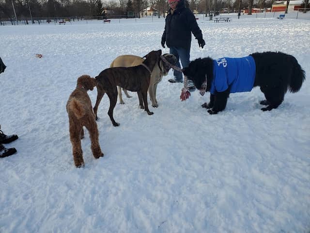 Bay County Dog Park - Image 2