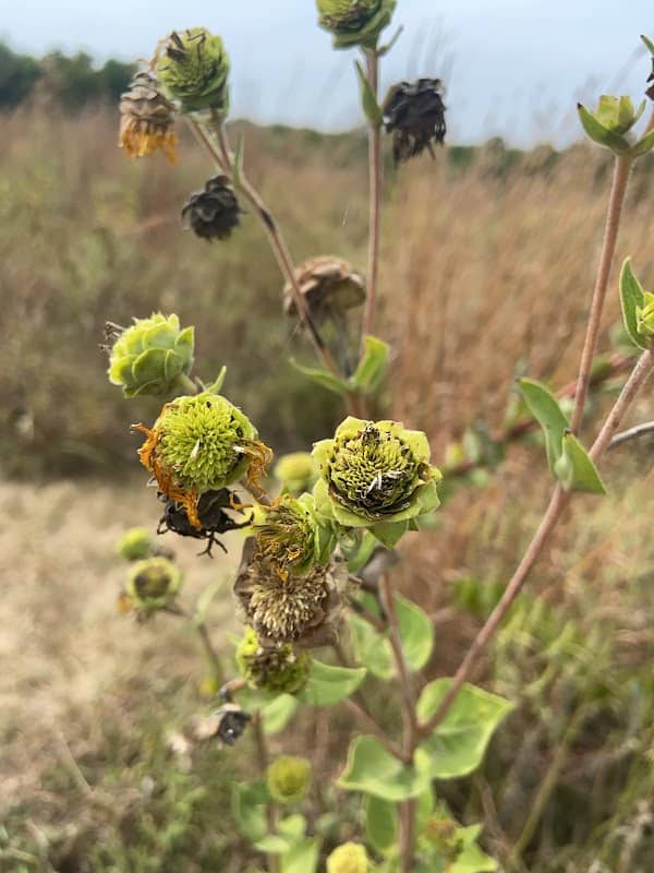 Free State Prairie - Image 1