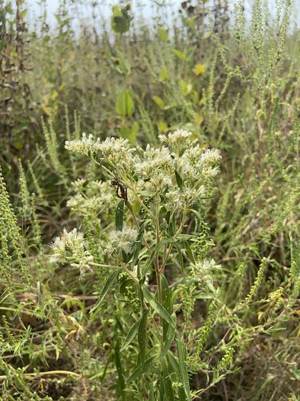 Free State Prairie - Image 2
