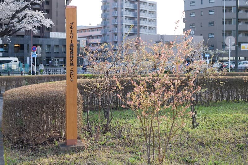 ブルーベリー栽培発祥の地こだいら 碑 - Image 1
