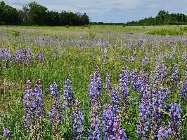 Sherburne National Wildlife Refuge - Image 1