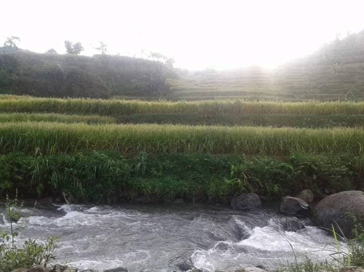 Pesawahan kang Uut - Image 1