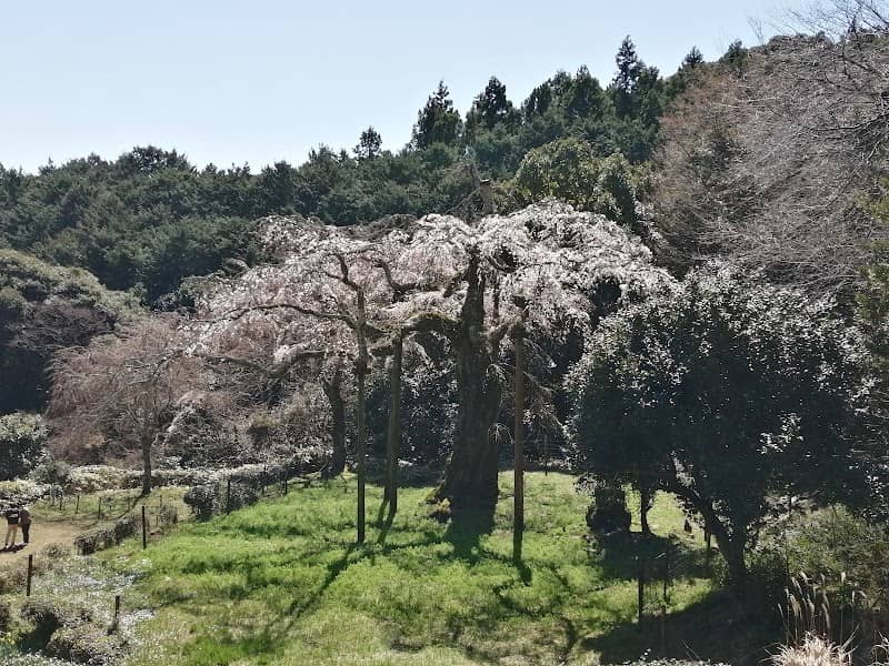 長興山紹太寺 しだれ桜 - Image 1
