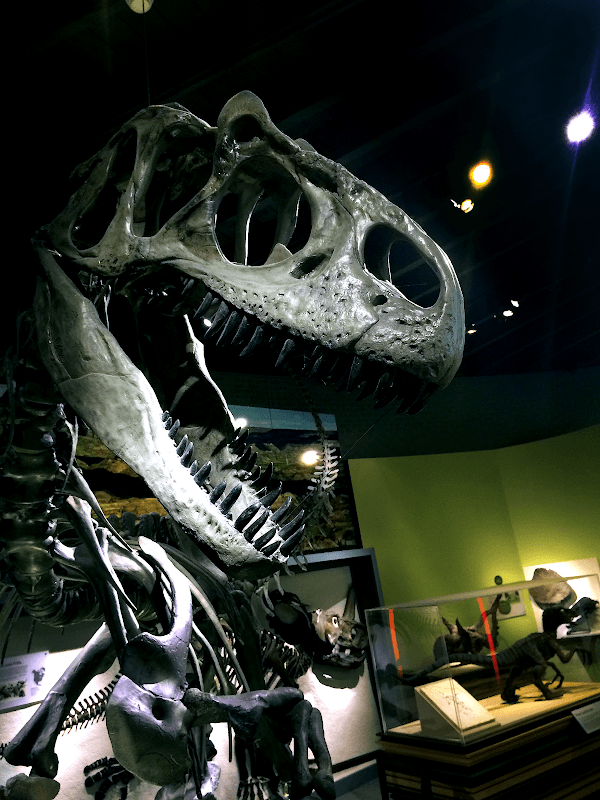 Raymond M. Alf Museum of Paleontology - Image 5