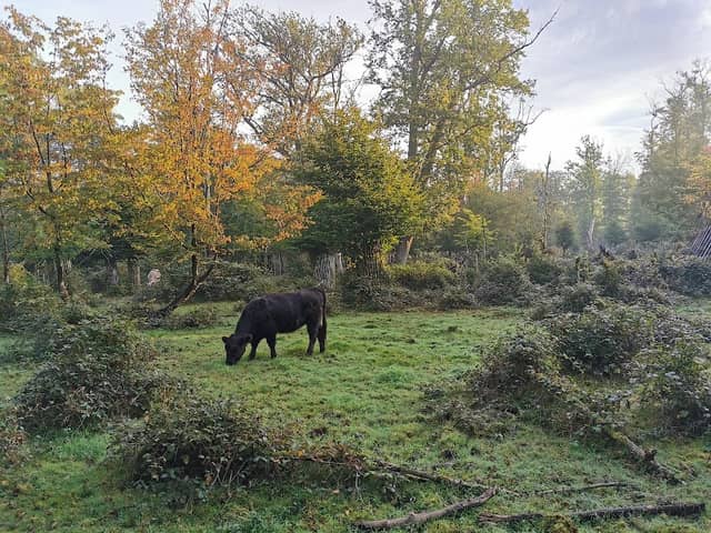 Hute- und Schneitelwald Bentheim - Image 1