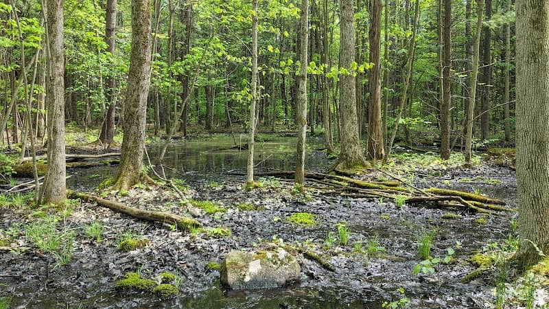 Bully Hill State Forest - Image 2