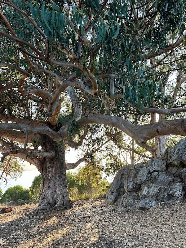 The Hippe Tree - Image 2