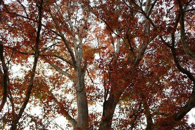 Jefferson Street Park - Image 1