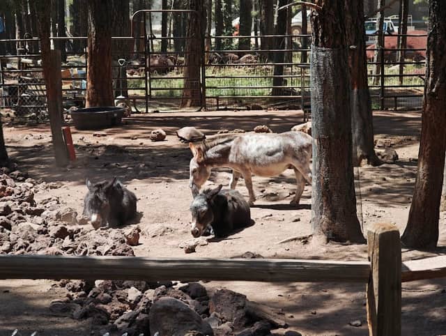 Fort Bearizona - Image 1