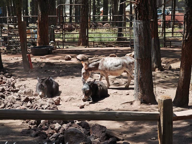 Fort Bearizona - Image 1