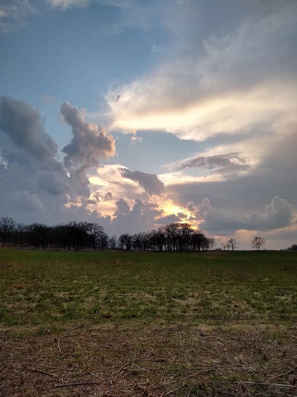 Bowes Creek Woods Forest Preserve - Image 1