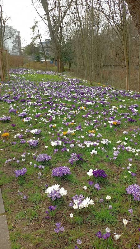 Blühwiese - Image 2