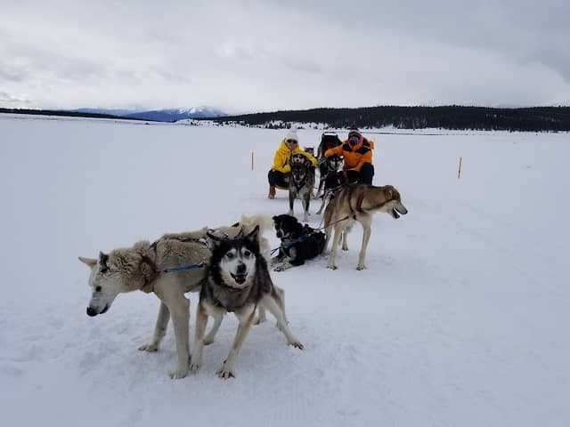 Alpine Adventures Dogsledding - Image 1