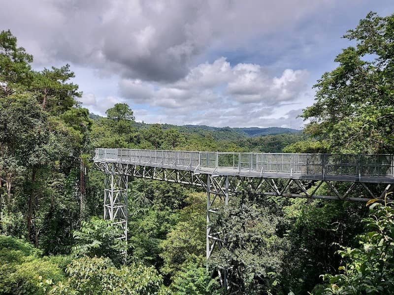 The Canopy Walks - Image 1