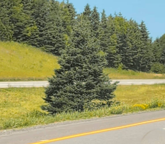 Steve's tree - Image 2