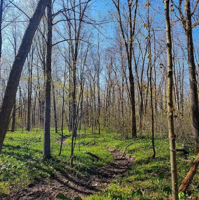 Martin's Woods State Natural Area - Image 1