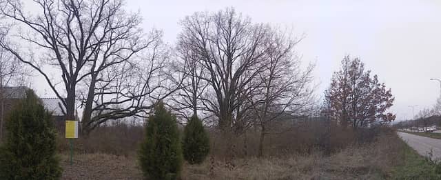 Pomnik przyrody dęby szypułkowe - Image 1