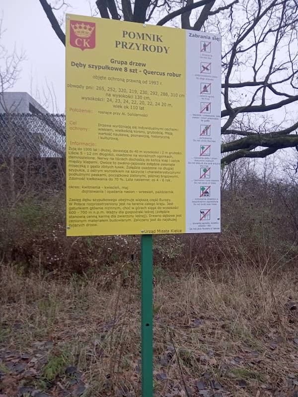 Pomnik przyrody dęby szypułkowe - Image 2