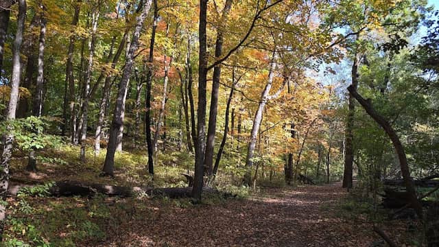 Kaplan's Wood - Image 1