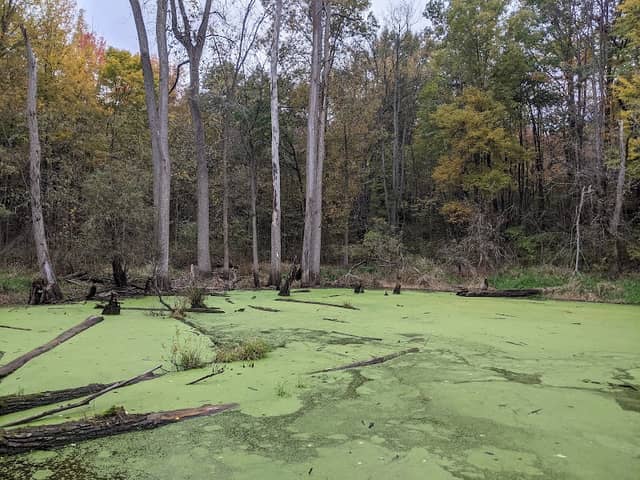 Oak ridge Park - Image 2